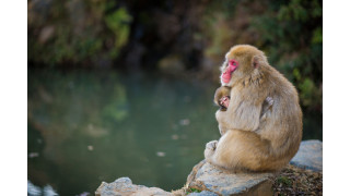 Công viên khỉ Arashiyama tọa lạc trên một ngọn núi, là nơi sinh sống của hơn 100 con khỉ tuyết